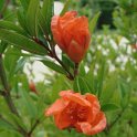 Picasa 2.7